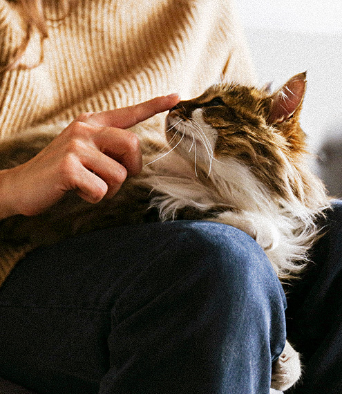 que le puedo dar a mi gata embarazada